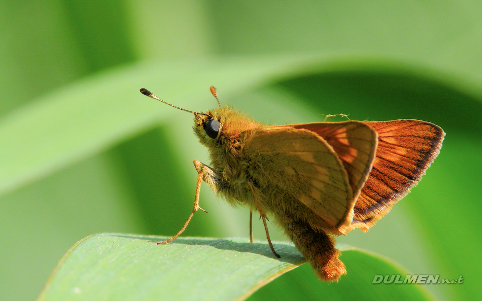 Large Skipper (Ochlodes sylvanus)